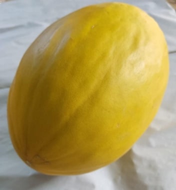 Melon Honeydew — 2