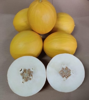 Melon Jaune — 2