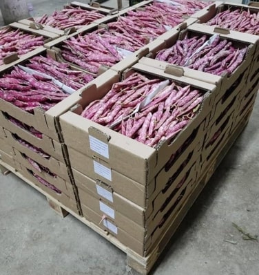 Haricots Rouges — 2