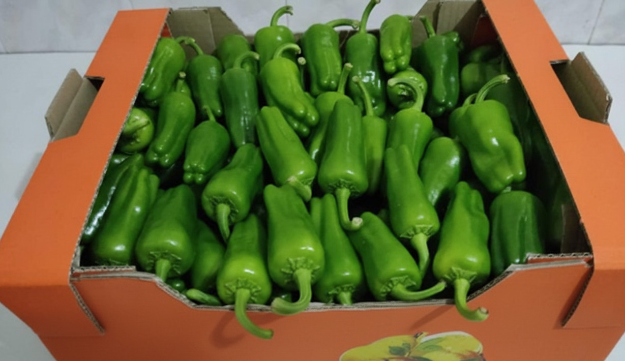 Piments Padrón